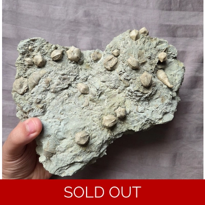 Rare Museum Quality Blastoid Echinoderm Fossil Plate From St Claire Illinois